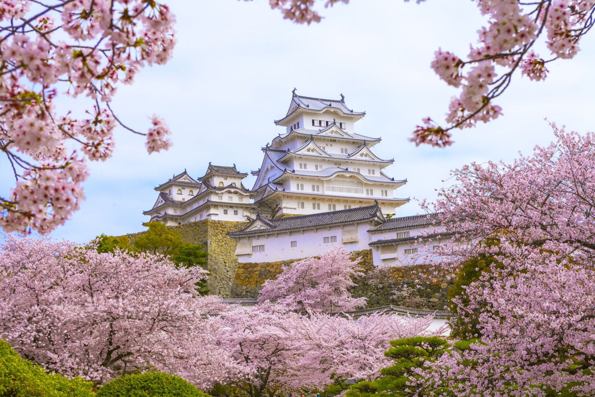 日本樱花旅游目的地